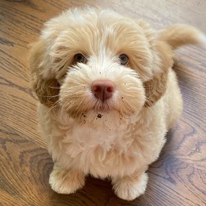 Meet your Posher, Maggie